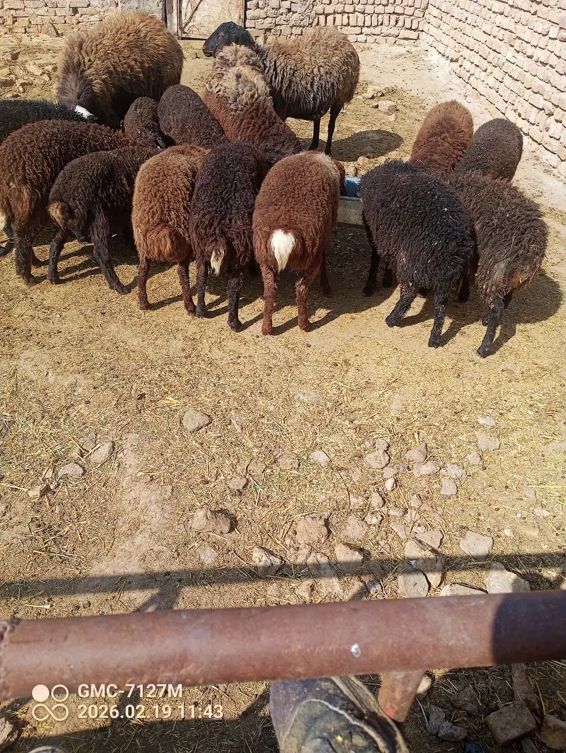 بره|حیوانات مزرعه|بوئین زهرا, |دیوار