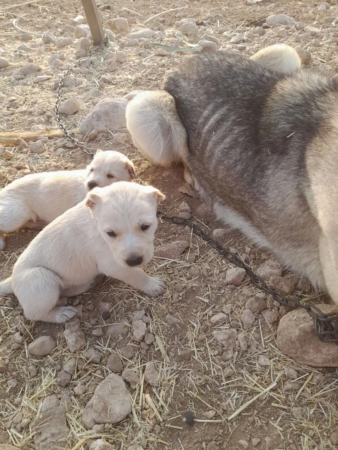 ۲ عدد شاه توله ماده سرابی|سگ|اسلامآباد غرب, |دیوار