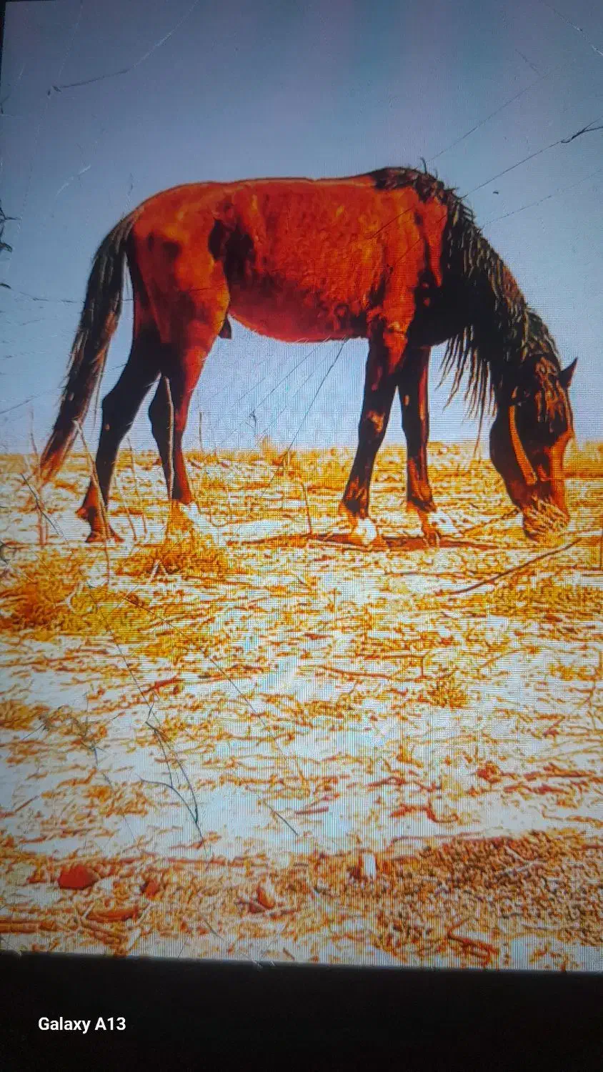 اسب|اسب و تجهیزات اسبسواری|تربتحیدریه, رضاشهر|دیوار