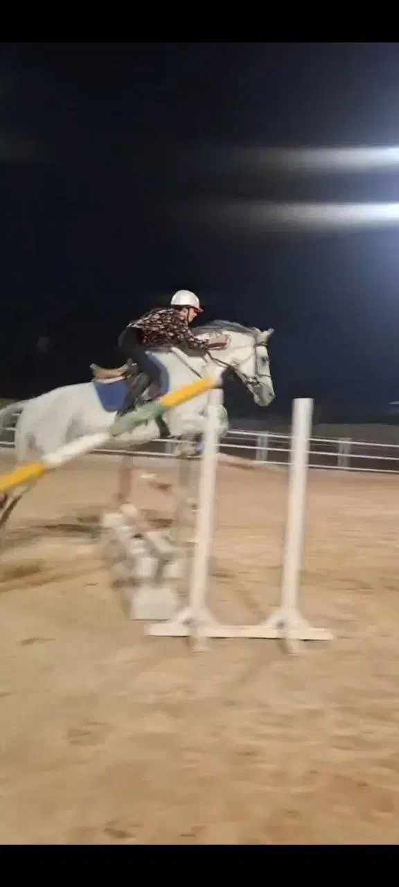 فروش اسب یکسر خارجی پرشی و درساژی|اسب و تجهیزات اسب‌سواری|تهران, جیحون|دیوار