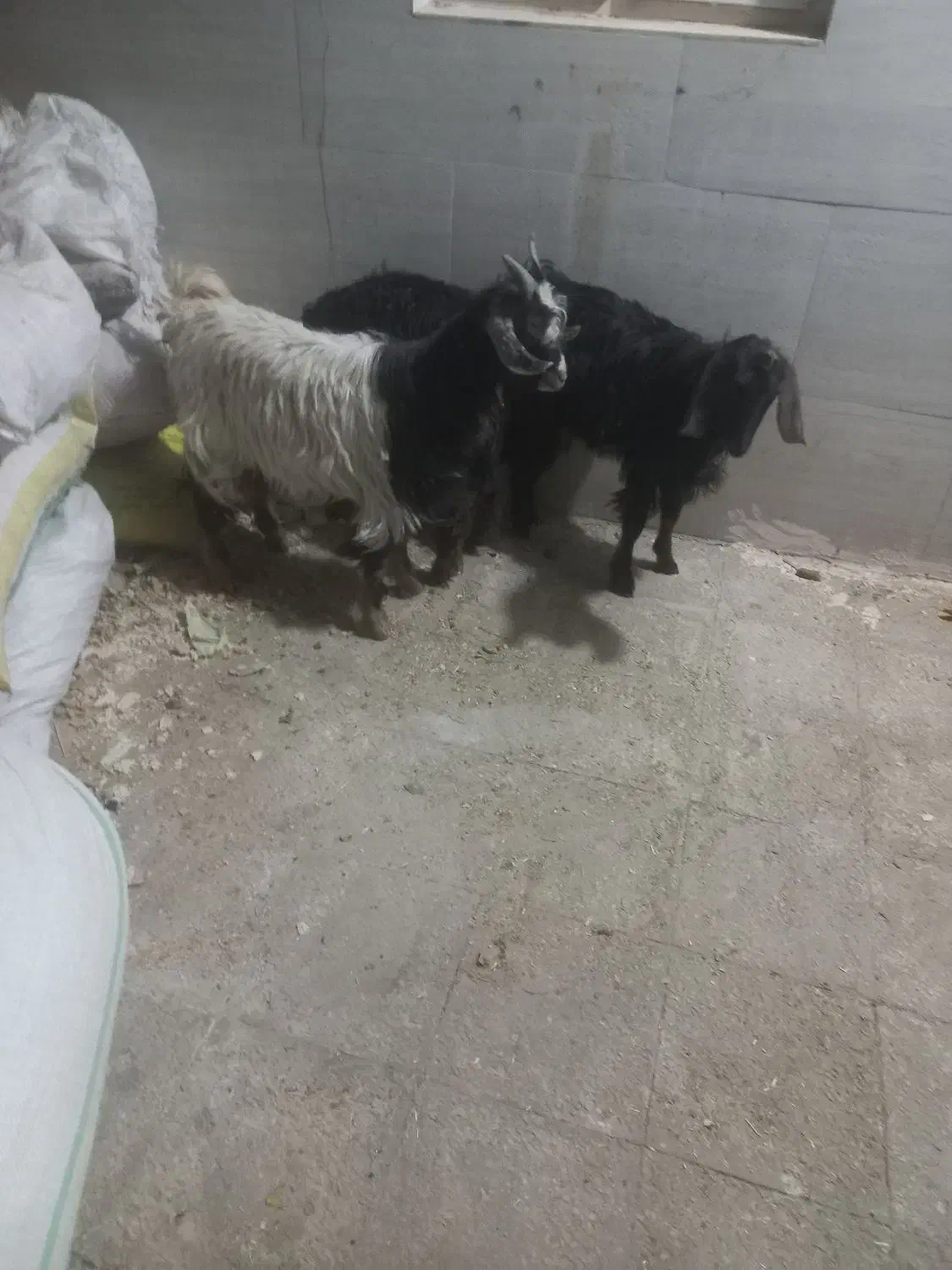 بزغاله خرج خور بزرگ|حیوانات مزرعه|قم, شاه ابراهیم|دیوار