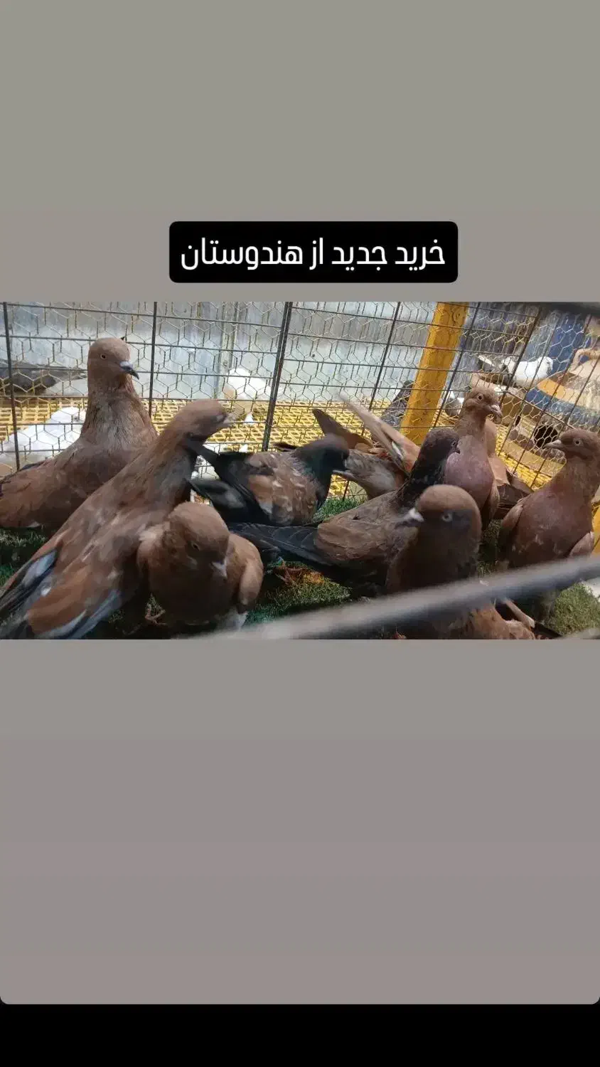 کله ای تاپ|پرنده|دیلم, |دیوار