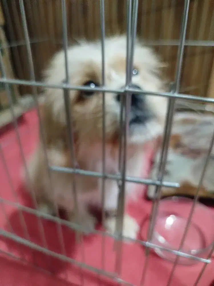 واگذاری سگ پودل کراس|سگ|باقرشهر, |دیوار