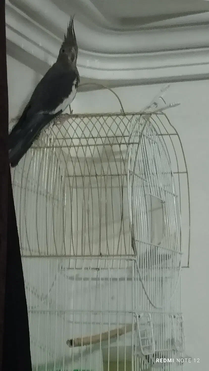 یک عدد عروس هلندی نر|پرنده|نگین شهر, |دیوار