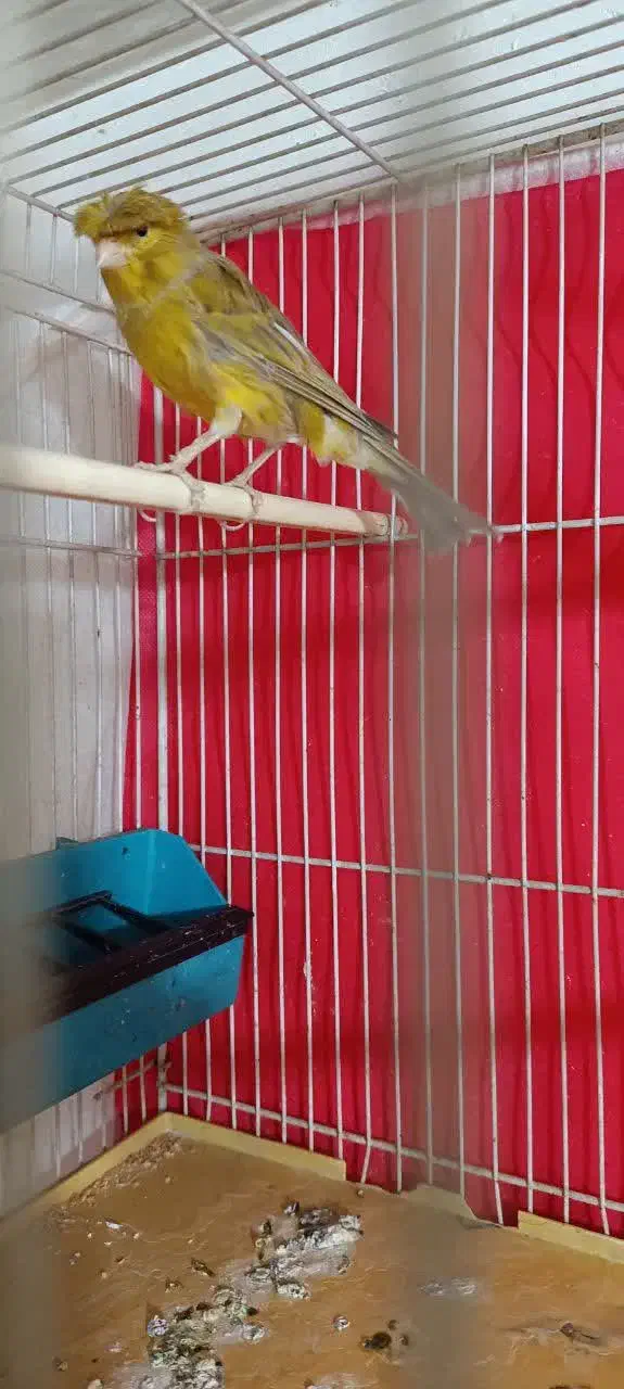 قناری مس خون|پرنده|گلبهار, نوبهار|دیوار