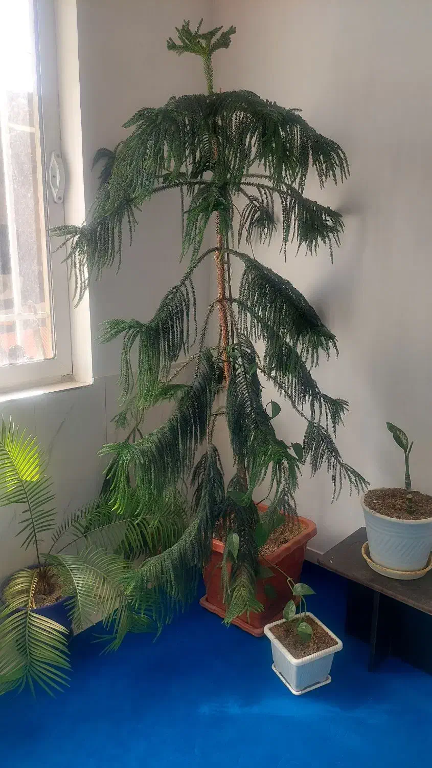 گل های طبیعی|گل و گیاه طبیعی|نیشابور, مازول|دیوار