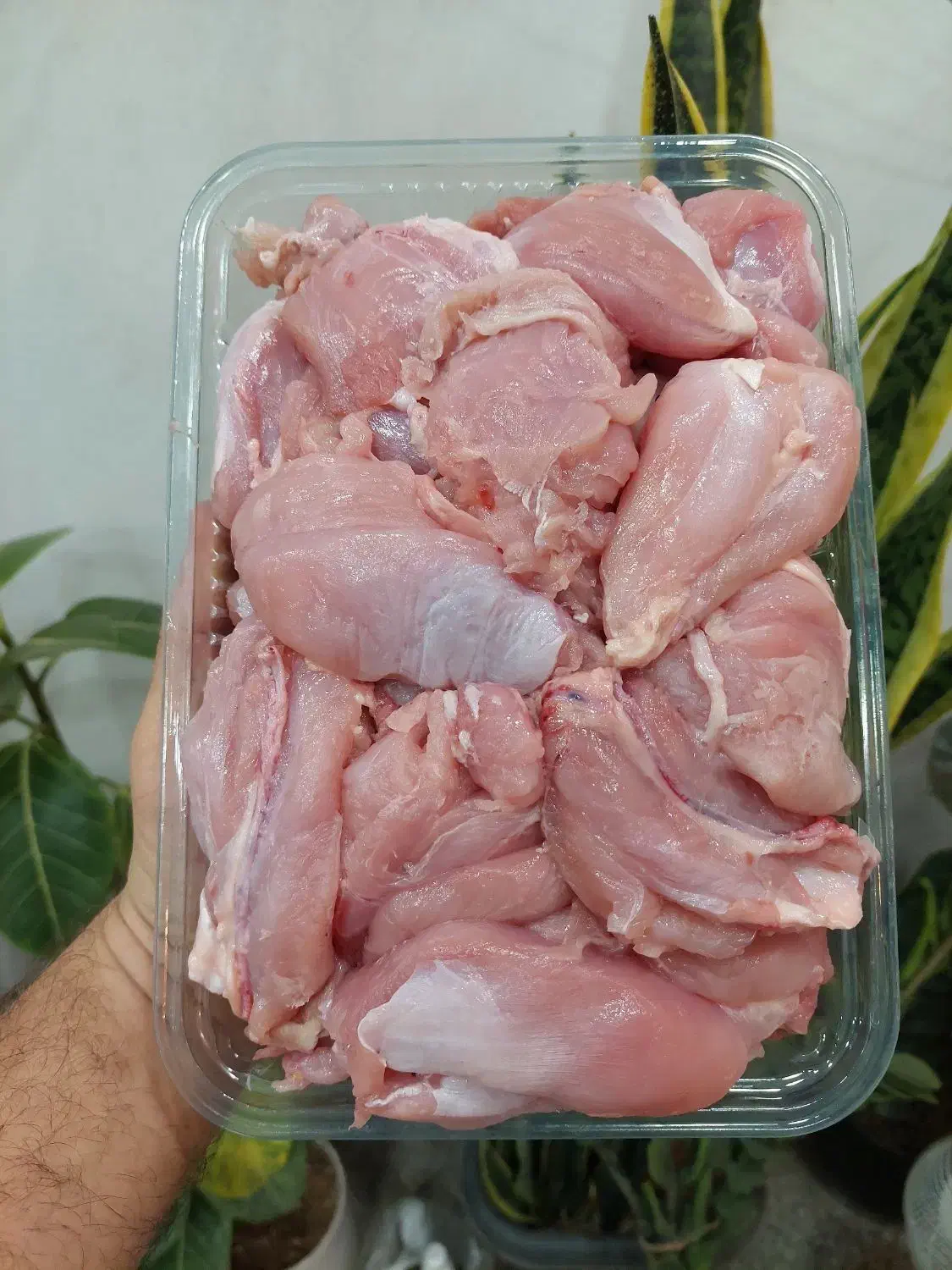 خرده گوشت بوقلمون|خوردنی و آشامیدنی|قم, پامنار|دیوار