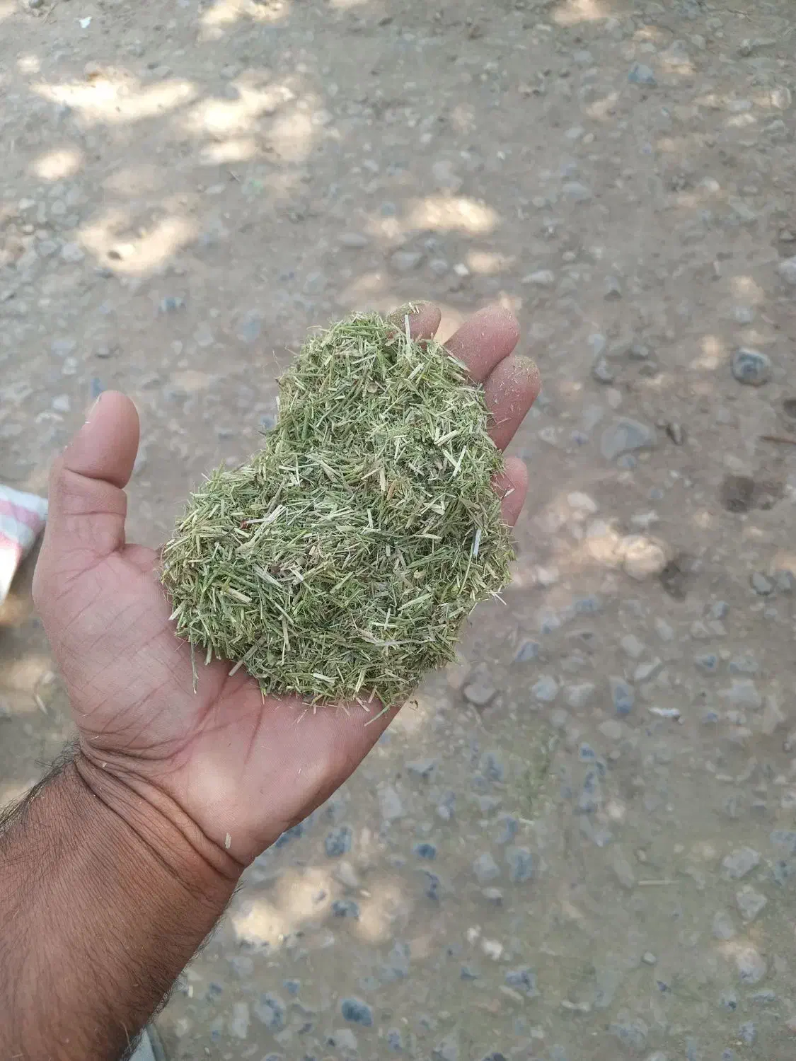 خارشتر.یانق|حیوانات مزرعه|آق قلا, |دیوار