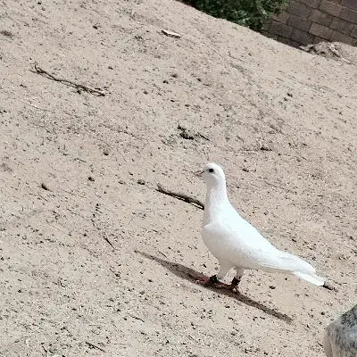 کفتر سفید|پرنده|بم پشت, |دیوار