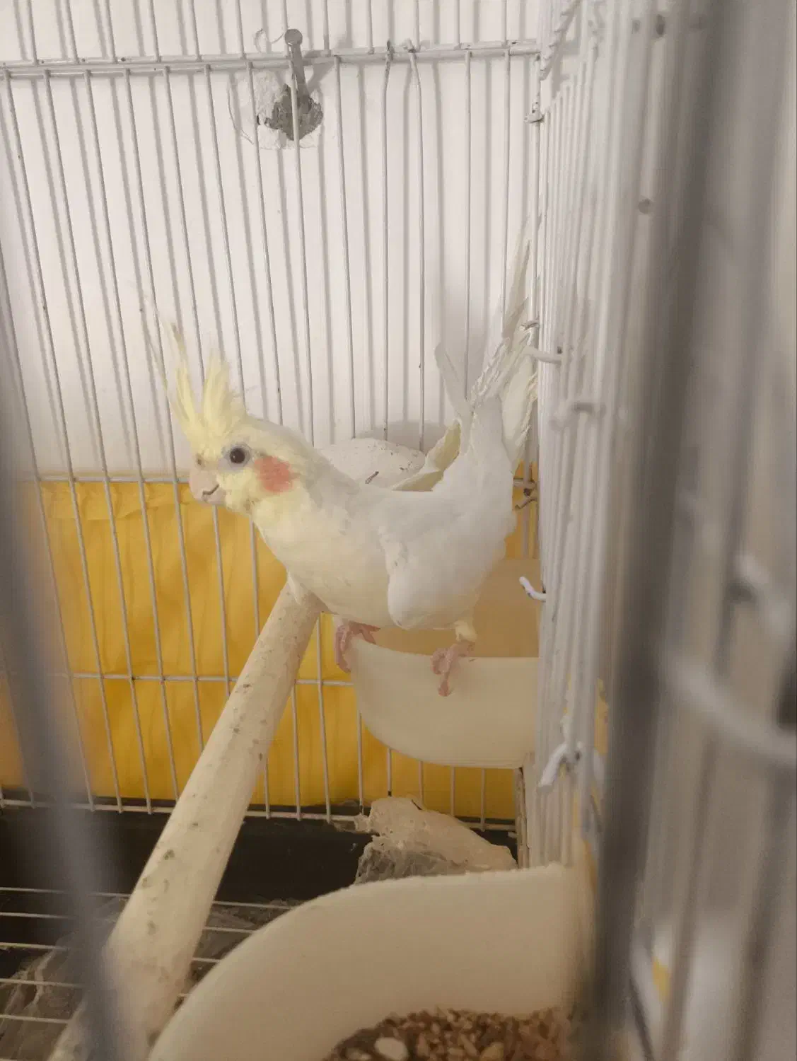 عروس هلندی|پرنده|اندیمشک, |دیوار