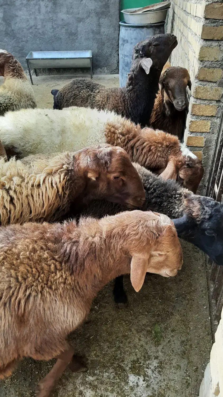 بره پرواری|حیوانات مزرعه|باوله, |دیوار