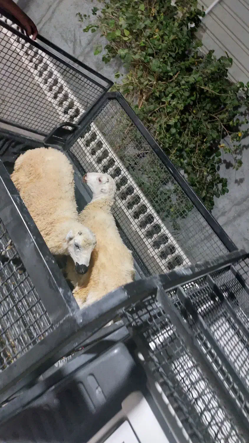 بره نر|حیوانات مزرعه|بندرعباس, |دیوار