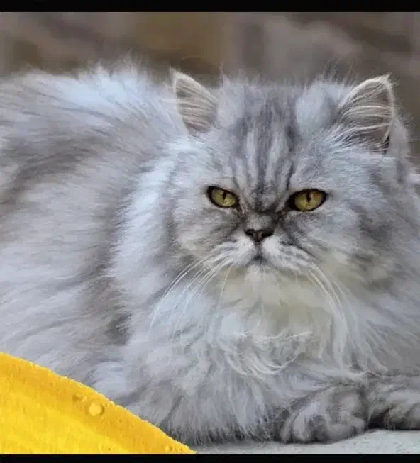 گربه پرشین واگذاری|گربه|بندرعباس, |دیوار