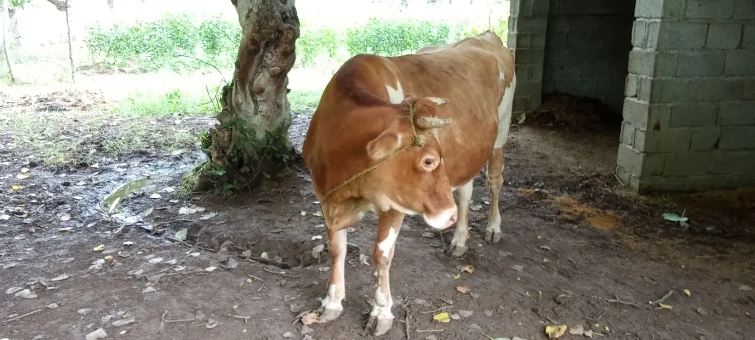 حیوان مزرعه|حیوانات مزرعه|لولمان, |دیوار