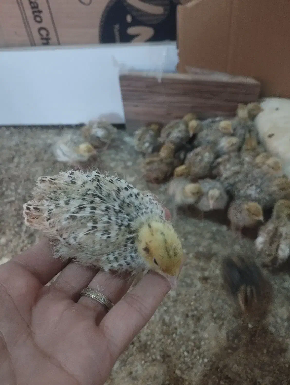 بلدرچین|حیوانات مزرعه|خسروشاه, |دیوار