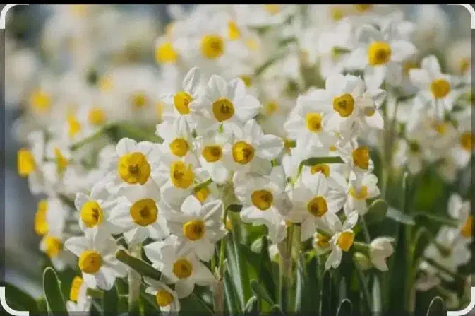 گل نرگس شیراز|گل و گیاه طبیعی|یزد, |دیوار