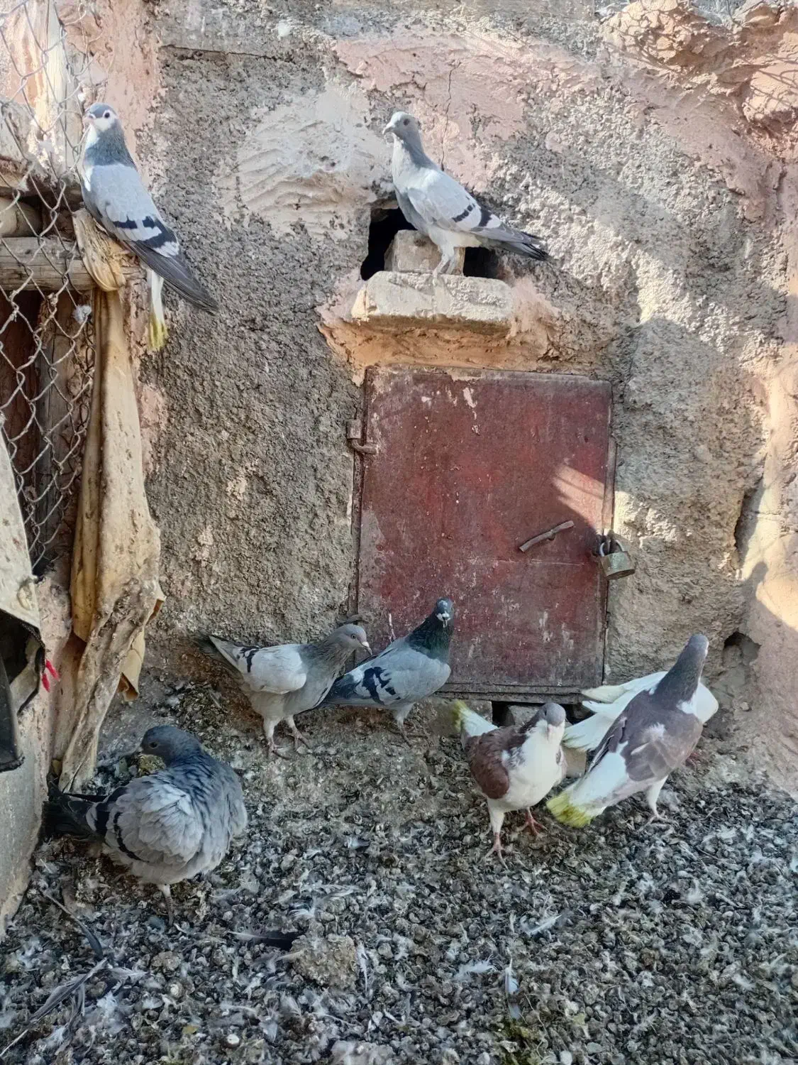 ۸ عدد پرشی|پرنده|اسفراین, |دیوار