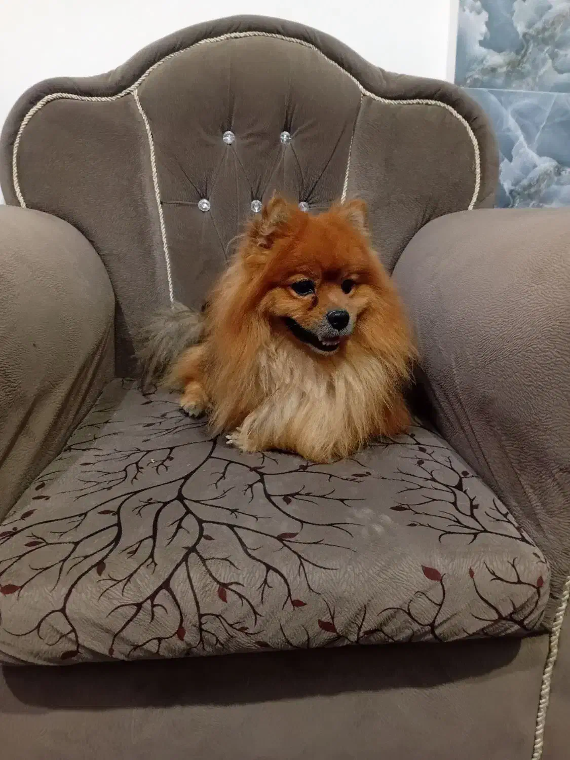 واگذاری سگ پامر یا پامرین نر|سگ|آکند, |دیوار