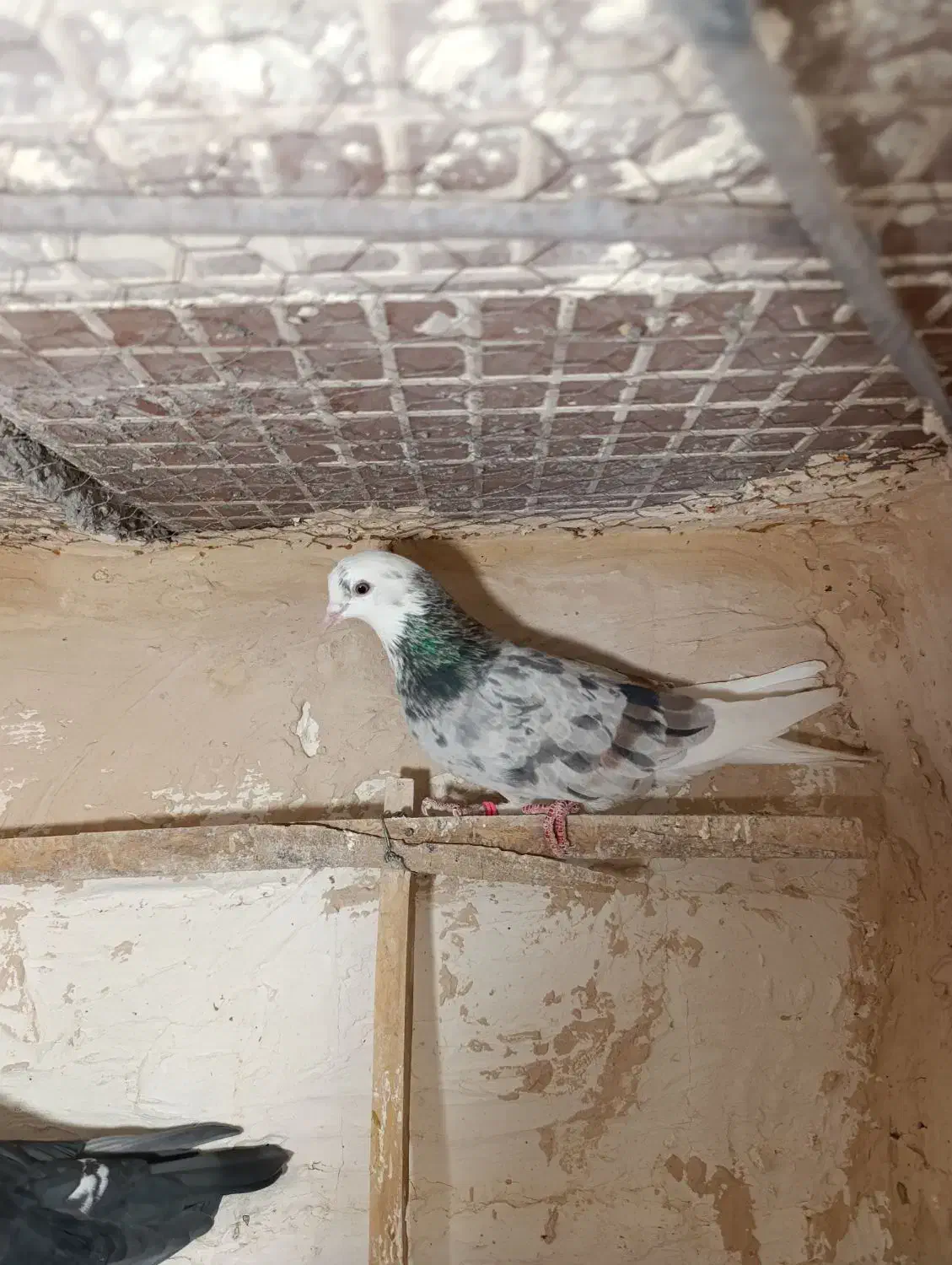 پرنده در مامونیه|پرنده|زرندیه, |دیوار