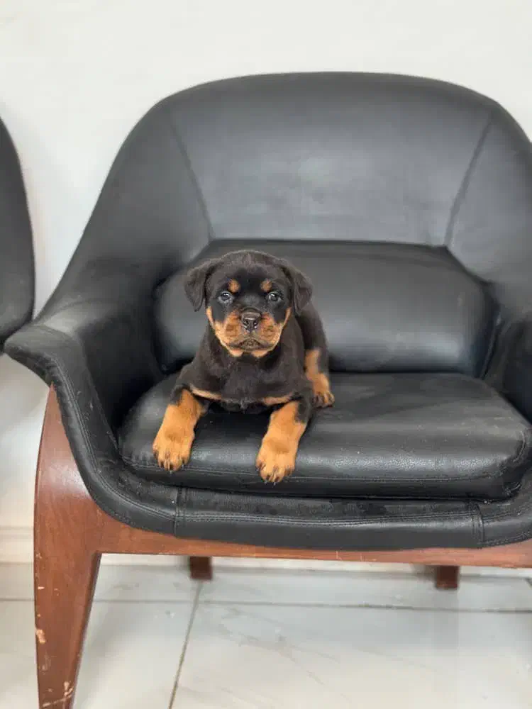 روت فایلر|سگ|مرودشت, دولت آباد|دیوار