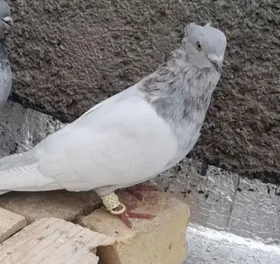 نروماده سینه سوسنی عتیقه ونرماده سینه سیاه باجوجه|پرنده|بروجرد, |دیوار