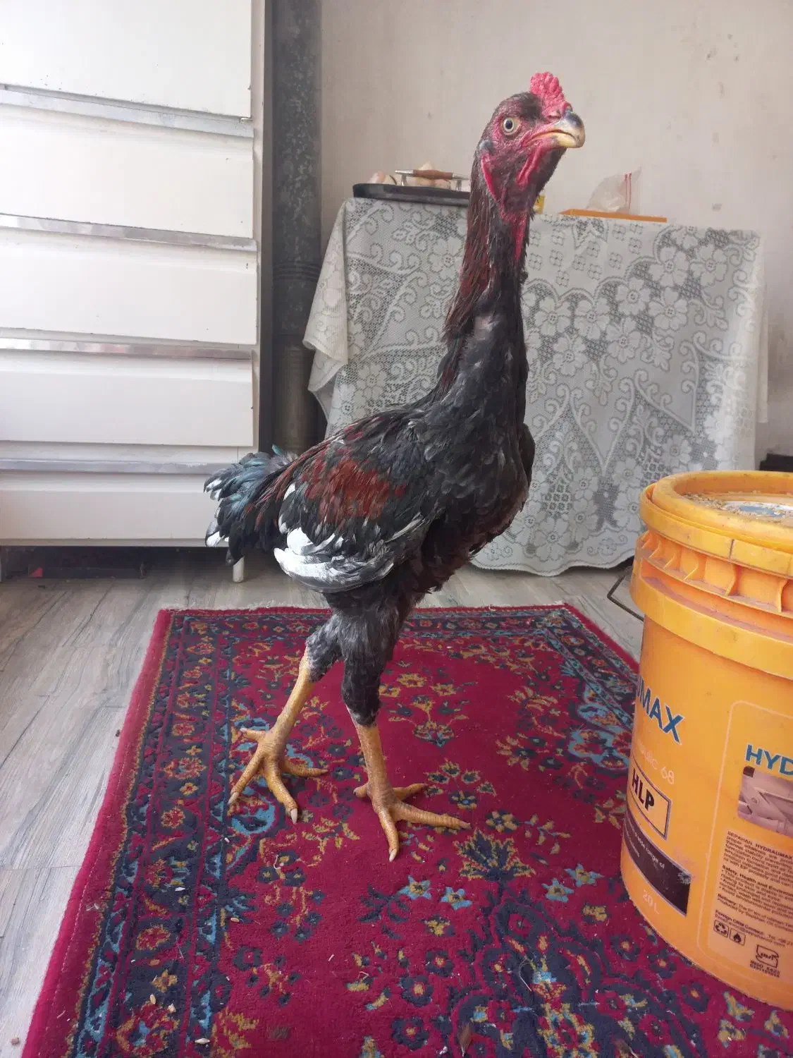 خروس مزرعه|حیوانات مزرعه|رشت, احمد گوراب|دیوار