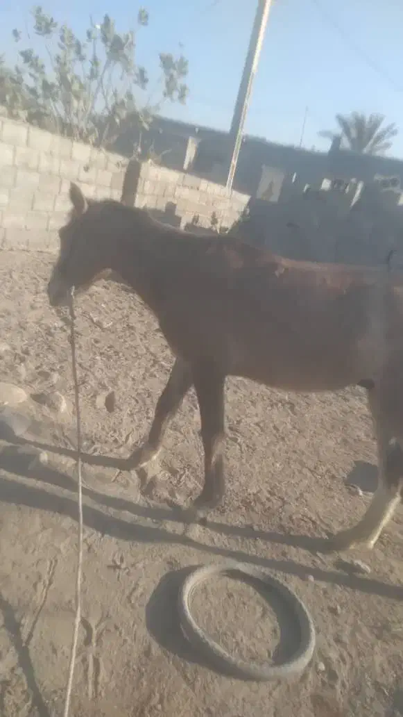 سالم|اسب و تجهیزات اسب‌سواری|میناب, |دیوار