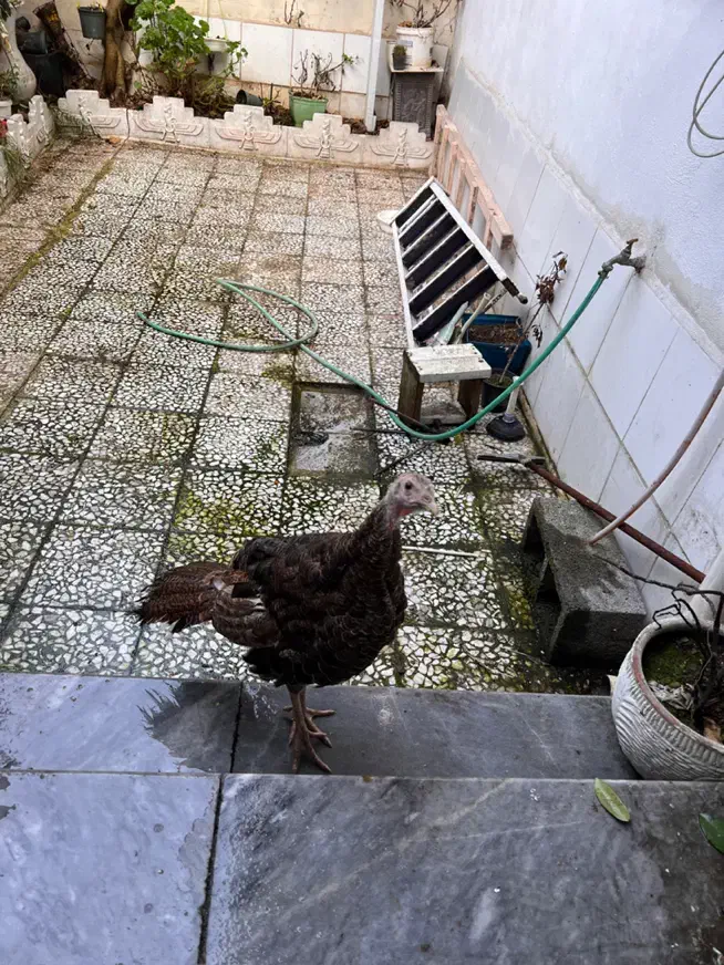 بوقلمون ماده|پرنده|رشت, آزادگان|دیوار