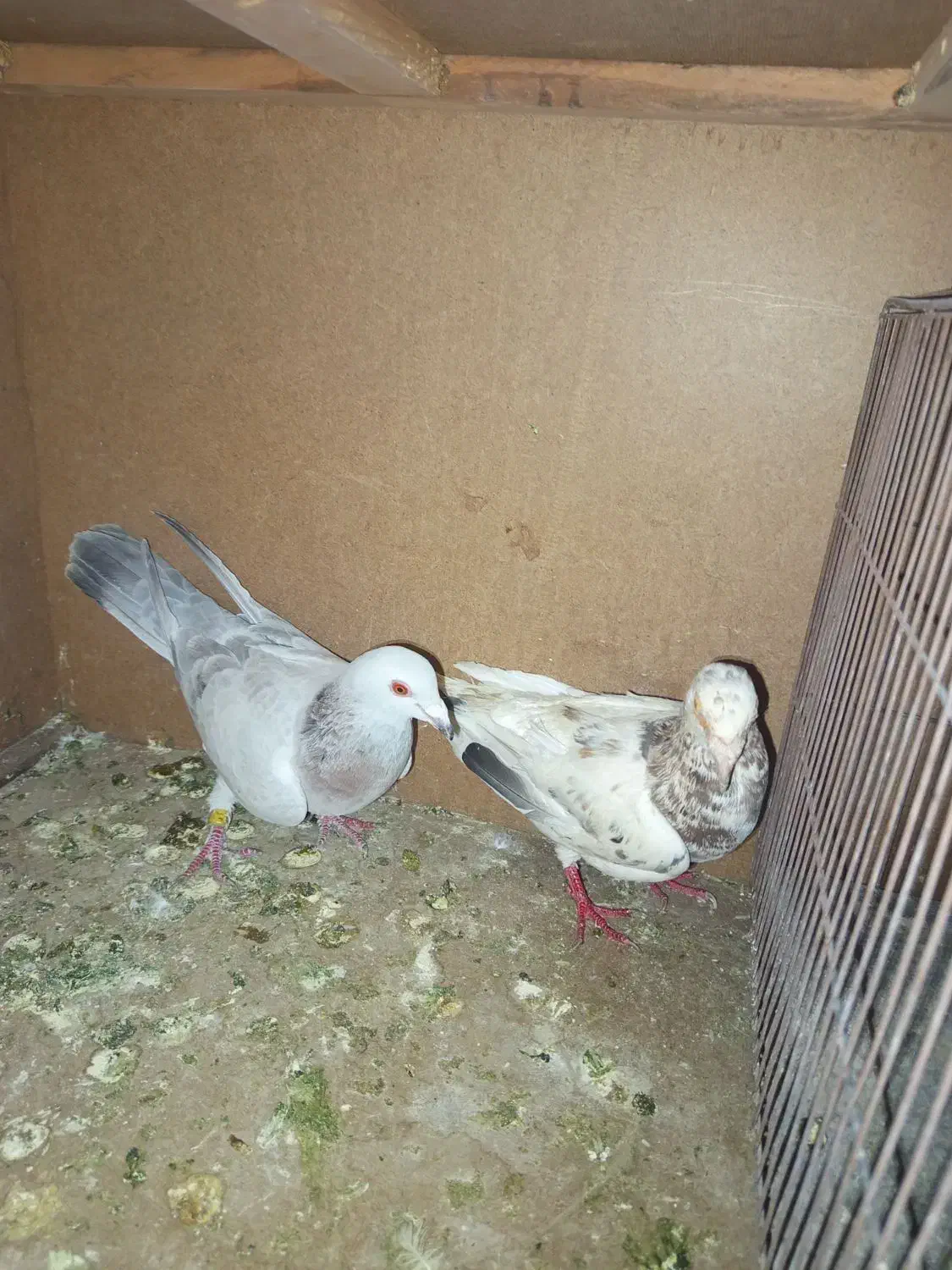 کفتر|پرنده|تربتحیدریه, مسجد جامع|دیوار