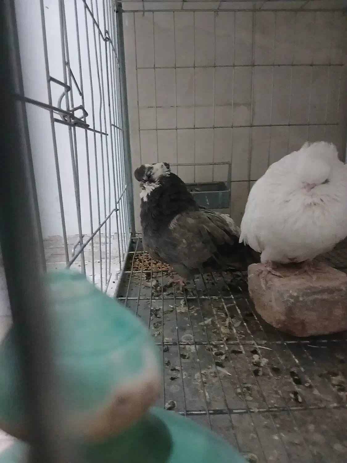 کبوتر نوک قنار نوک ریز|پرنده|احمدآبادمستوفی, |دیوار