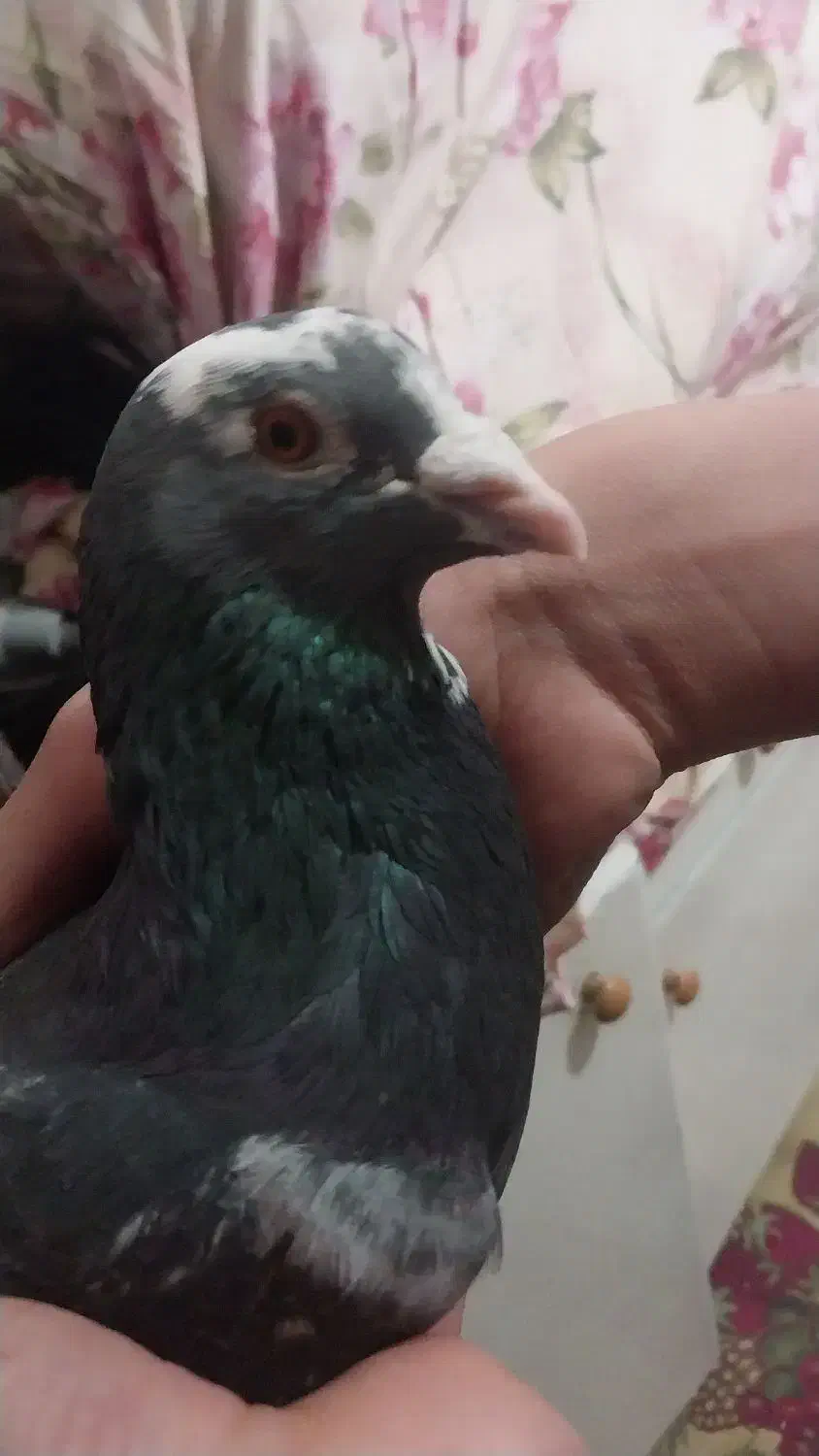 نر پلاکی|حیوانات|قدس, شهر‌قدس|دیوار