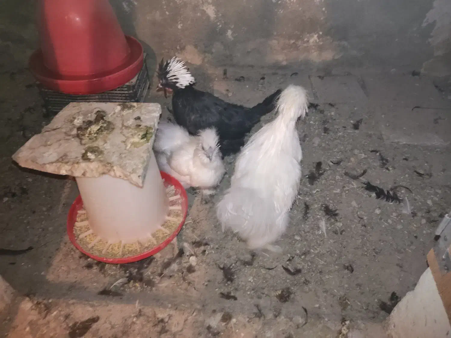 مرغ و خروس زینتی|حیوانات مزرعه|تربتحیدریه, شهدا|دیوار