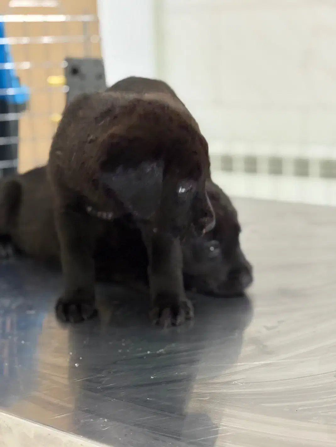 ژرمن بلک|سگ|قزوین, |دیوار