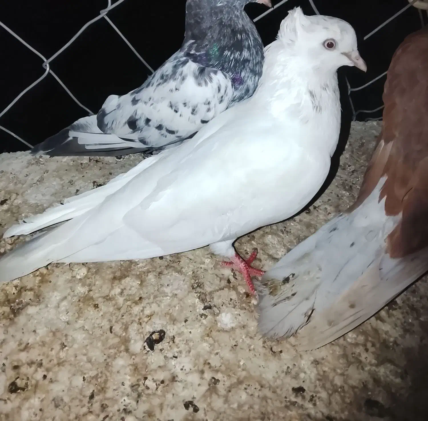 کبوتر|پرنده|میناب, |دیوار