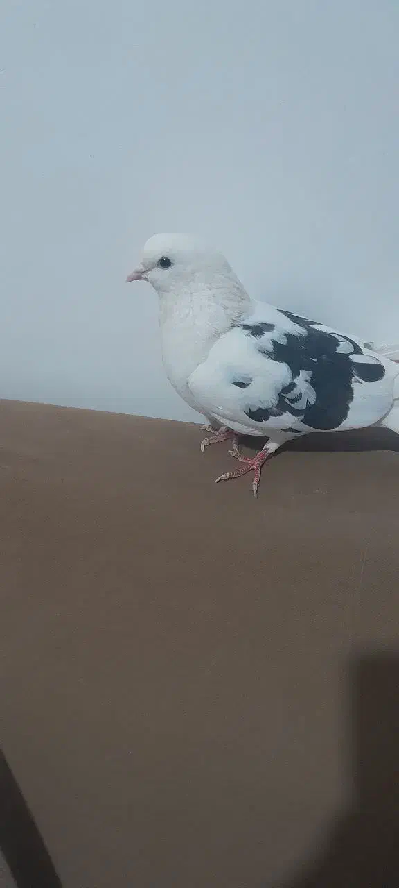 کبوتر پرشی|پرنده|برخوار, |دیوار