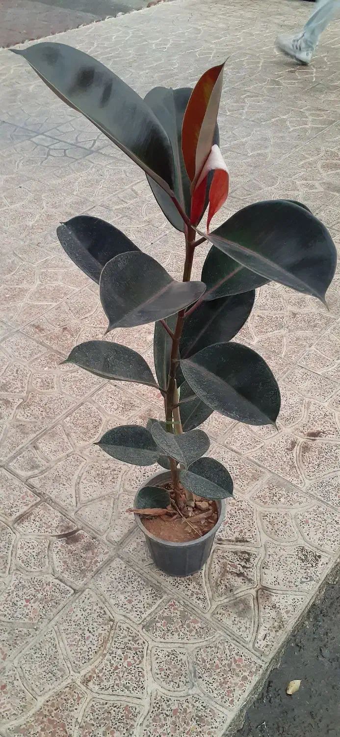 فیکوس بلک بزرگ|گل و گیاه طبیعی|فردیس, شهرک ارم|دیوار