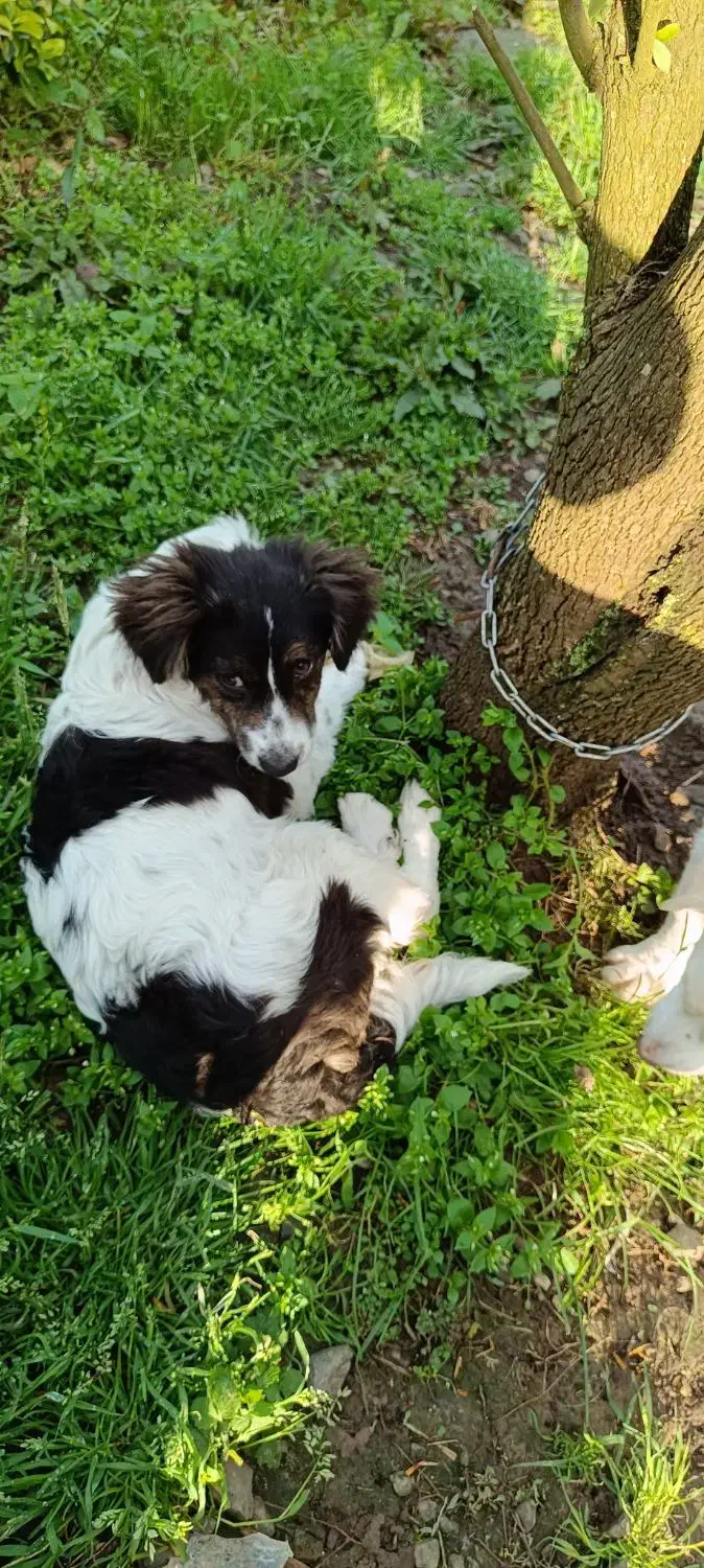 اشپیتز|سگ|رودسر, |دیوار