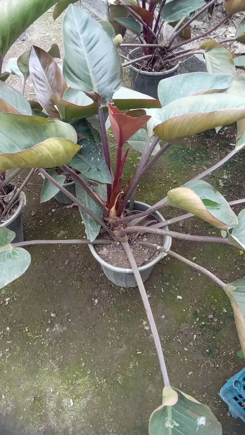 گل فیلودندرون بزرگ|گل و گیاه طبیعی|اطاقور, |دیوار