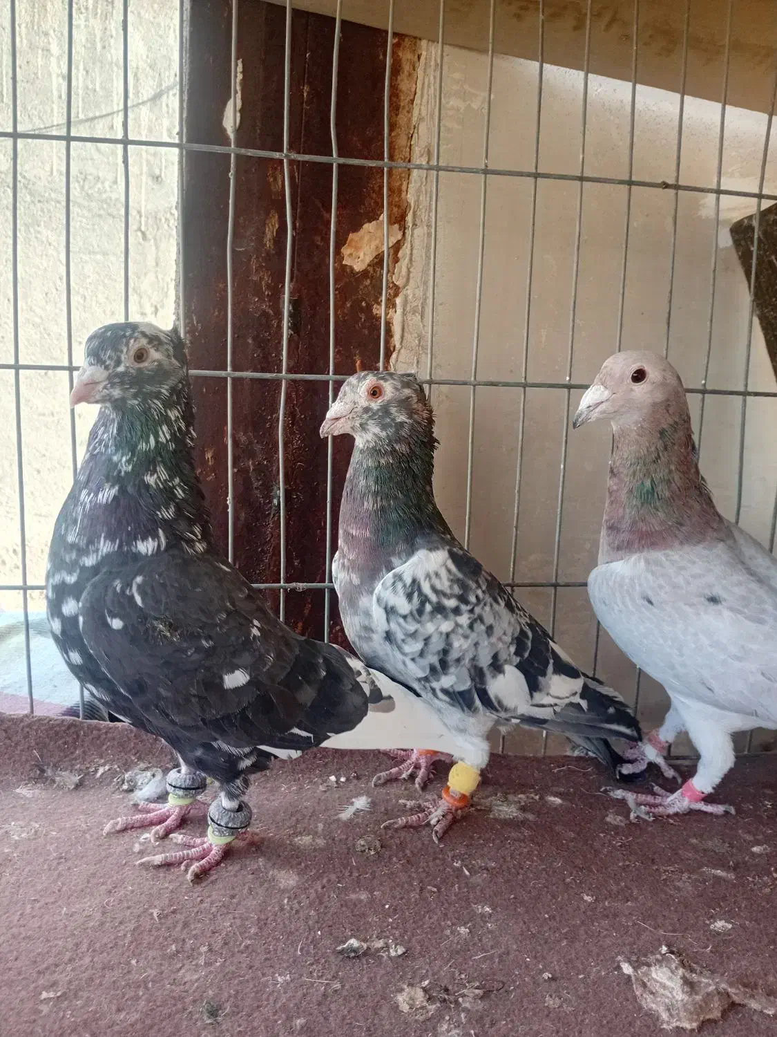 دوتا سار کاکولی نر و یک مامی کرمانی نر|پرنده|مشهد, فریزی|دیوار