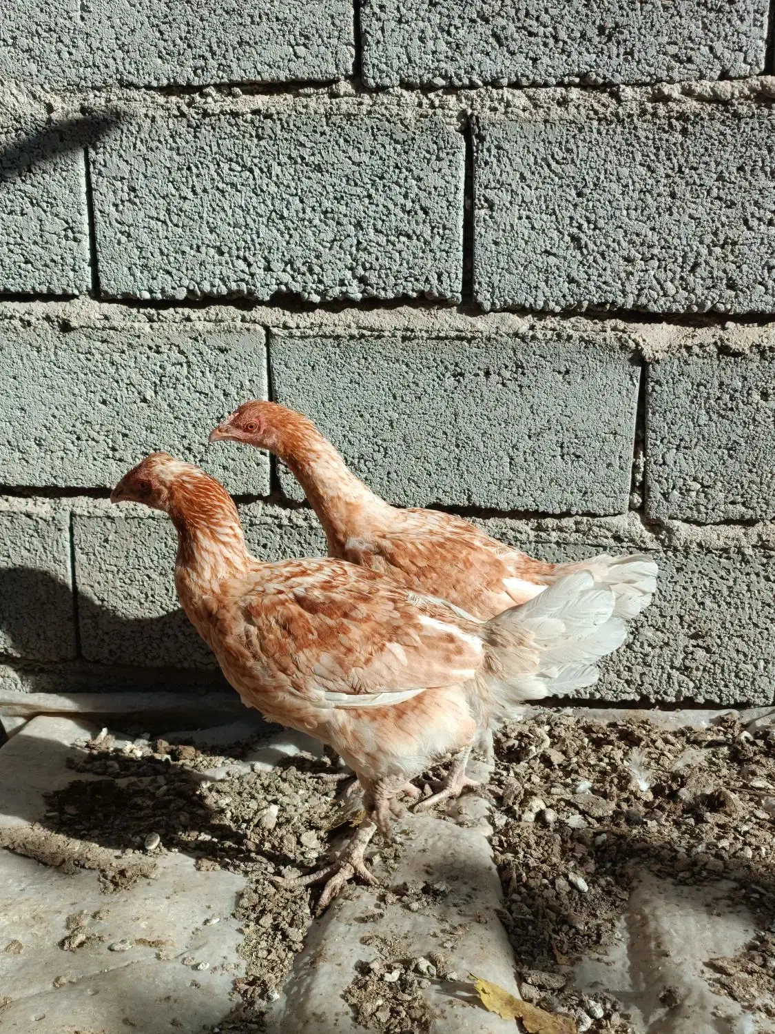 سه عدد نیمچه محلی|حیوانات مزرعه|مشگین شهر, |دیوار