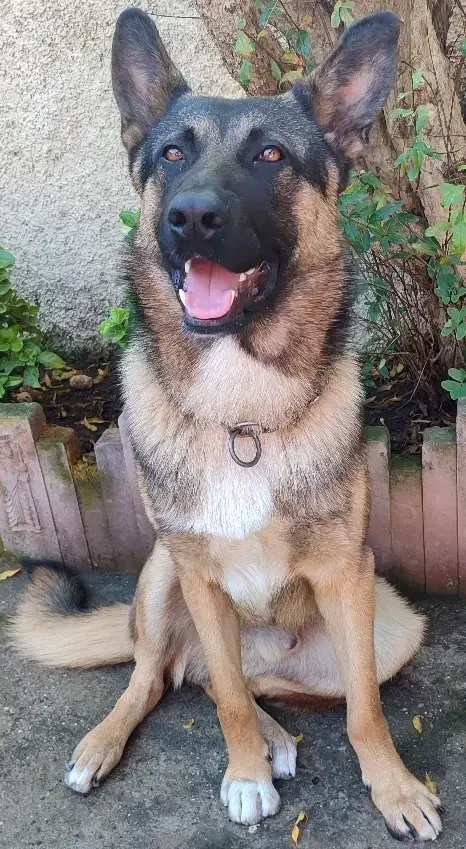 ژرمن|سگ|نشتارود, |دیوار