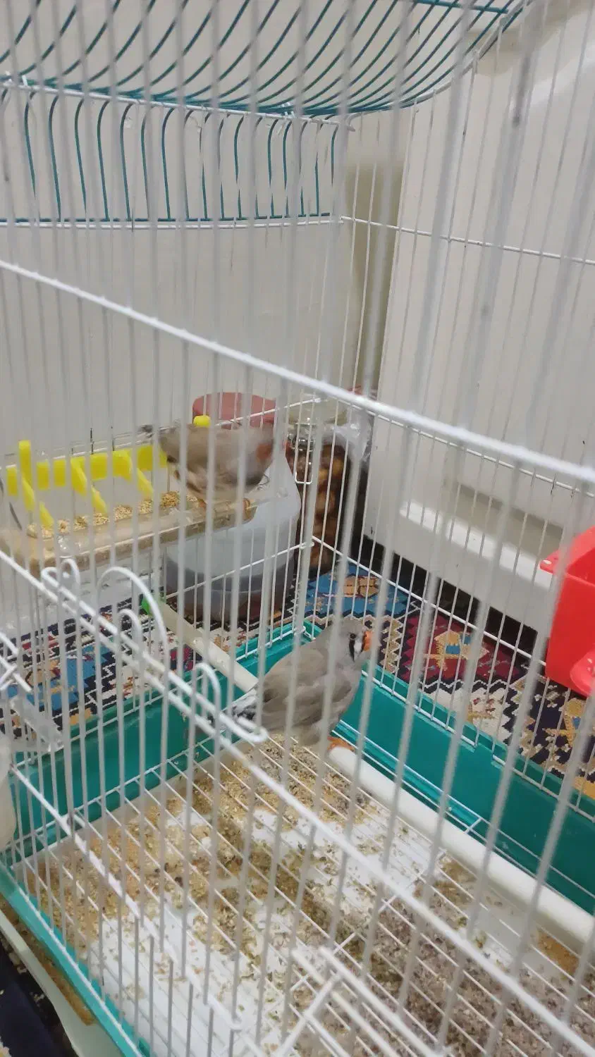 فنچ کینگ|پرنده|تهران, شهرک صادقیه|دیوار