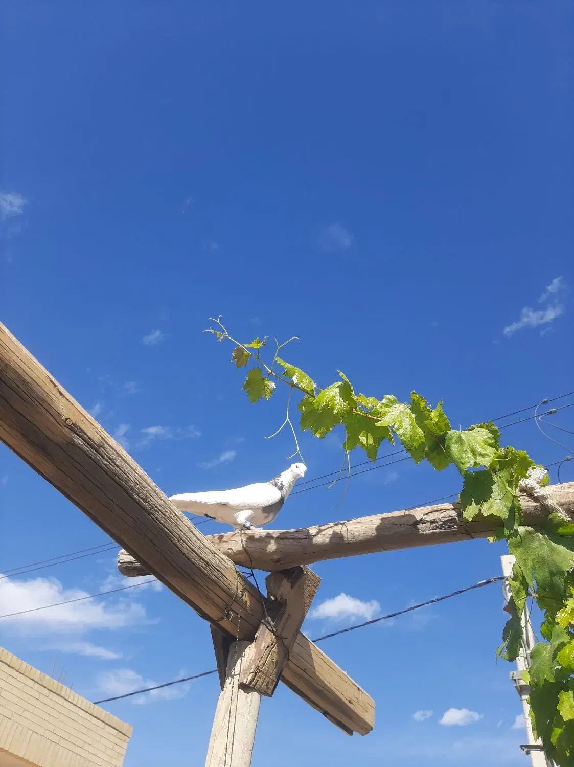 کبوتر طوقی معاوضه با هرچیزی کارم بیاد|پرنده|حمیدیا, |دیوار