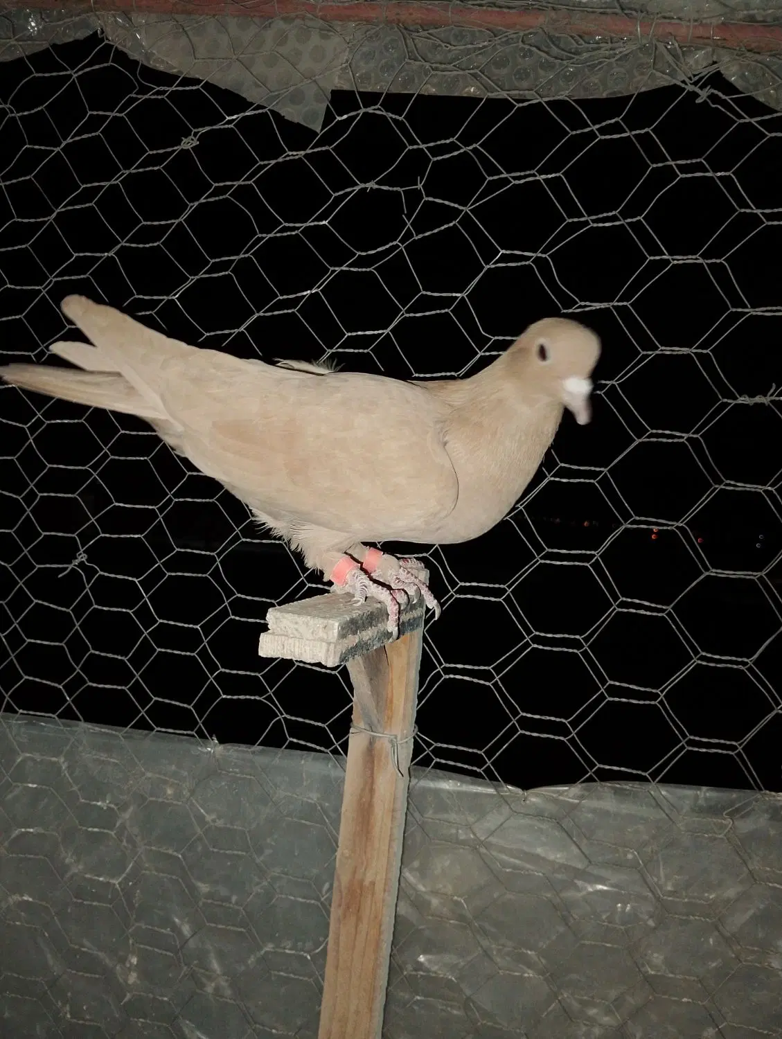 ماده زرد|پرنده|چترود, |دیوار