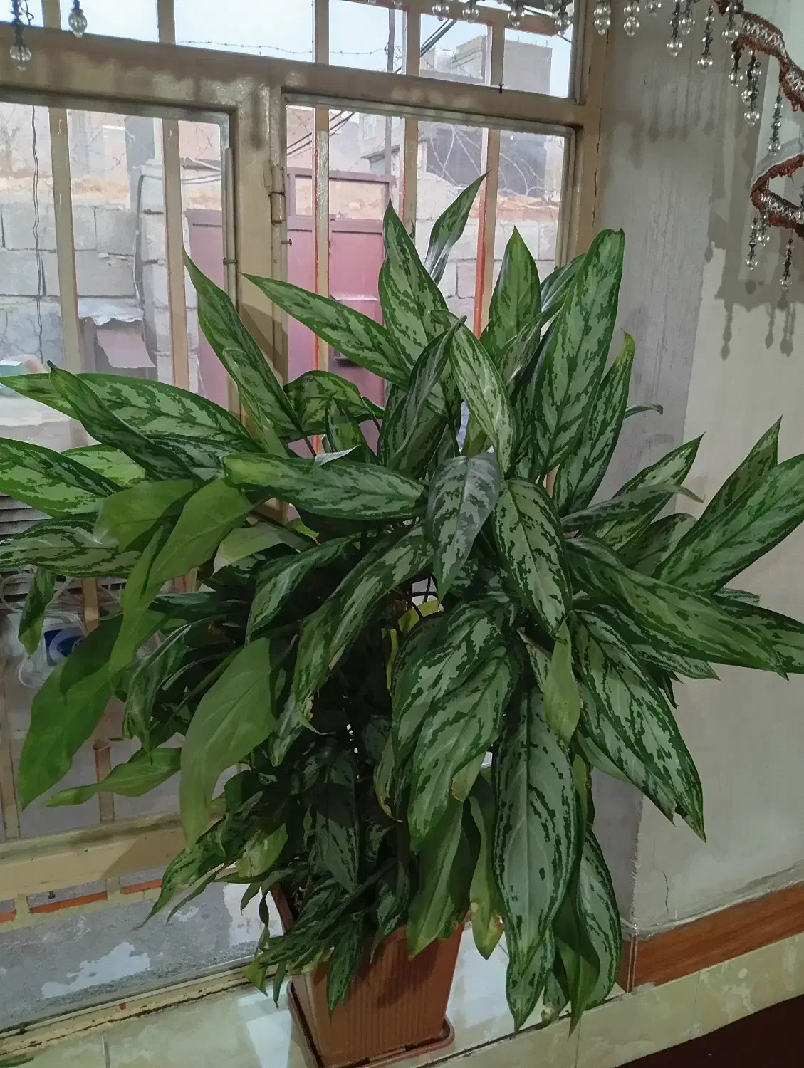 گلی جوان و گوره|گل و گیاه طبیعی|بانه, |دیوار