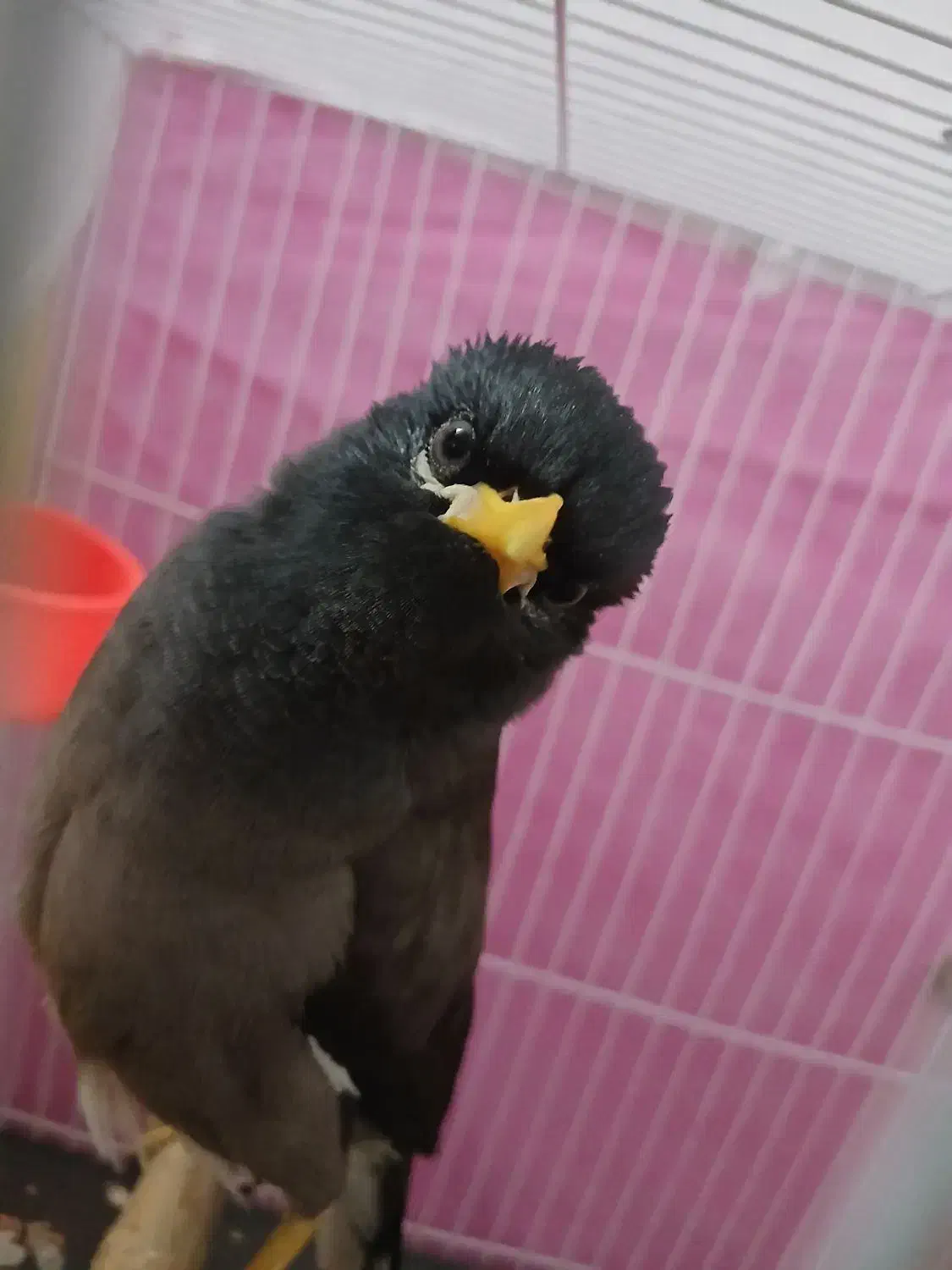 مینا خوشگل جوان|پرنده|مشهد, رده|دیوار