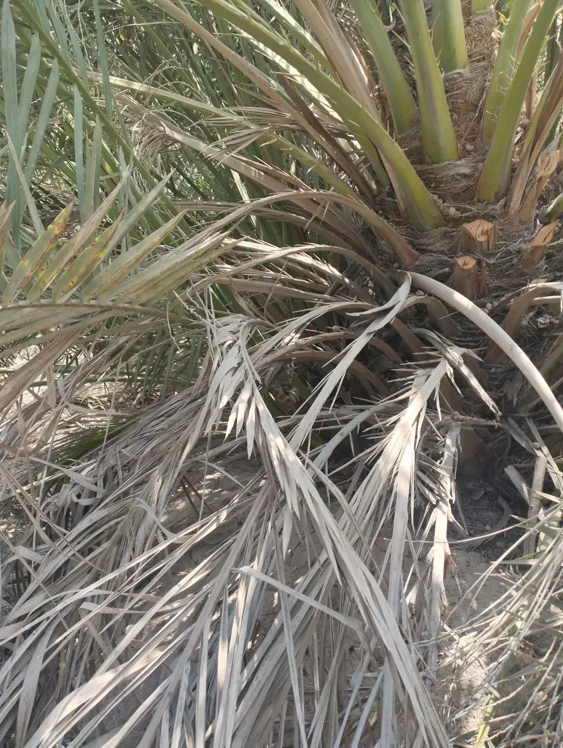 فروش نخل برجی ۲۰ کیلو به بالا شرطی|گل و گیاه طبیعی|باوی, |دیوار