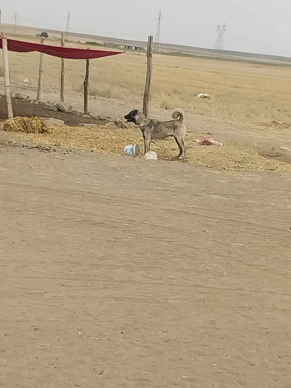 سگ نگهبان وگله ای|سگ|کبودرآهنگ, |دیوار