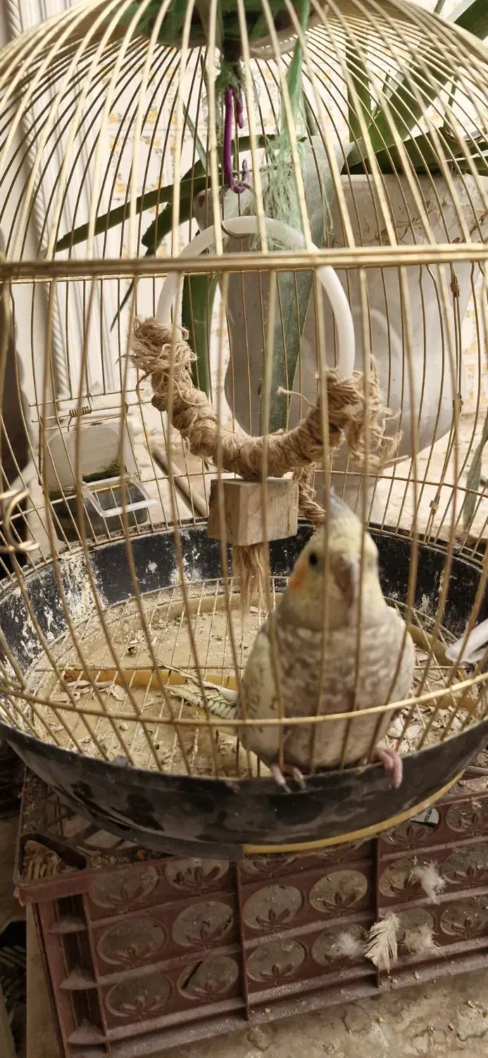 فروش یک جفت عروس هلندی|پرنده|یزد, |دیوار