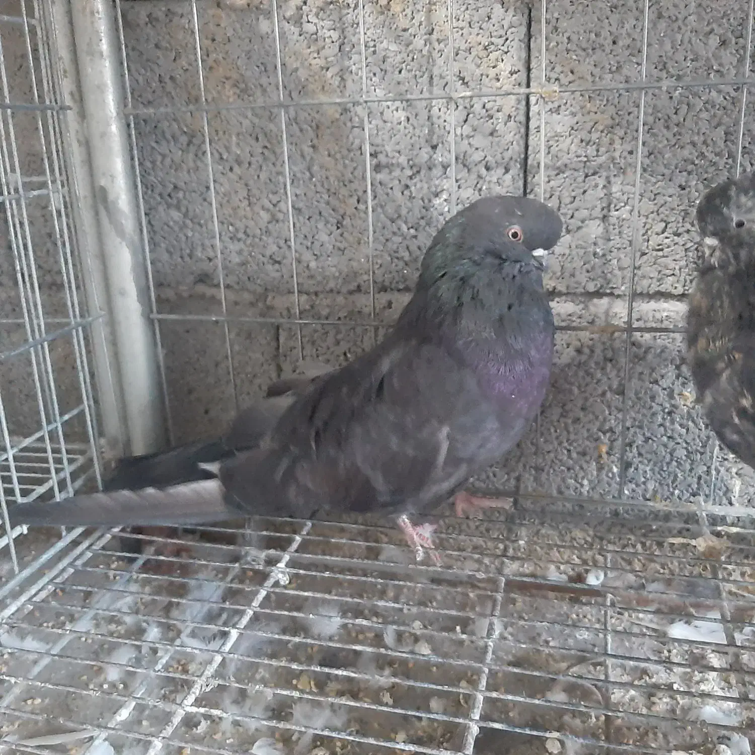 کبوتر|پرنده|میانه, |دیوار